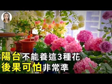 陽台種玫瑰風水